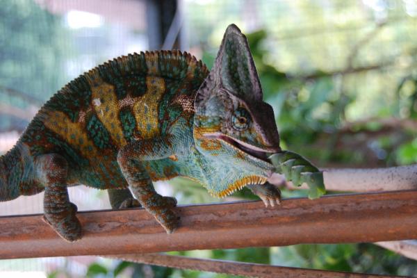 Luie 19 months old eating a hornworm.