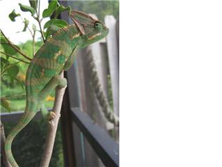 Luie after his first shed, now he's getting some colors.