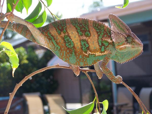 Luie basking in the sun.