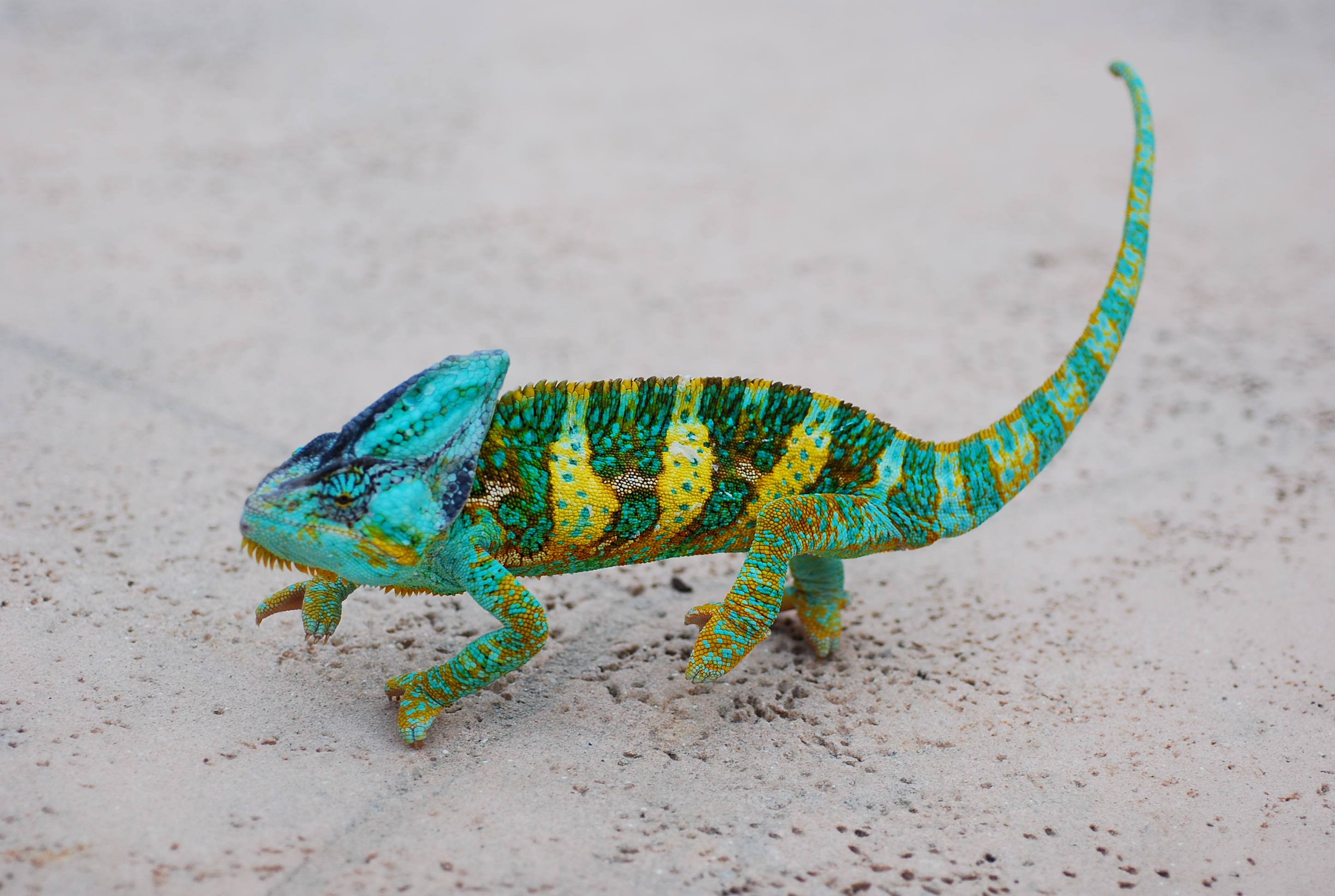 Luie Strutting Around By The Pool