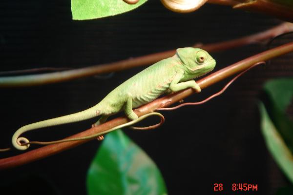 Luna after her 1st shed with me. She got so much bigger over night!