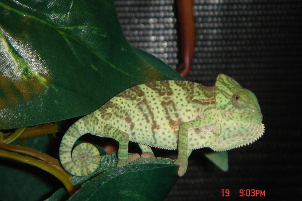 Luna in Sept 2008. She was asleep and looked so cute so I took a pic, when she woke up with a camera in her face she wasn't so happy as you can see!