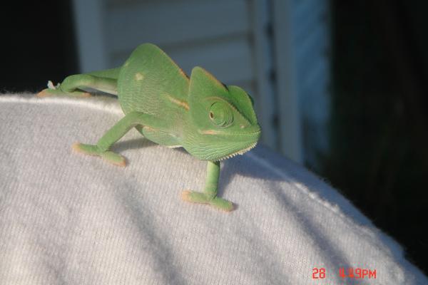 Luna sitting on my shoulder outside in the sun!