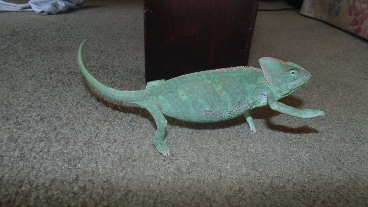 Lupita being a carpet chameleon