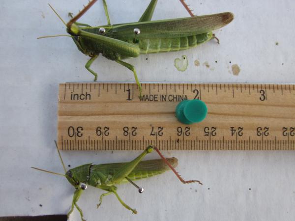 Male and Female Green Bird Grasshoppers (Schistocerca shoeshone)