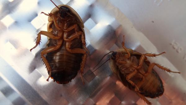 male and female roach bellies