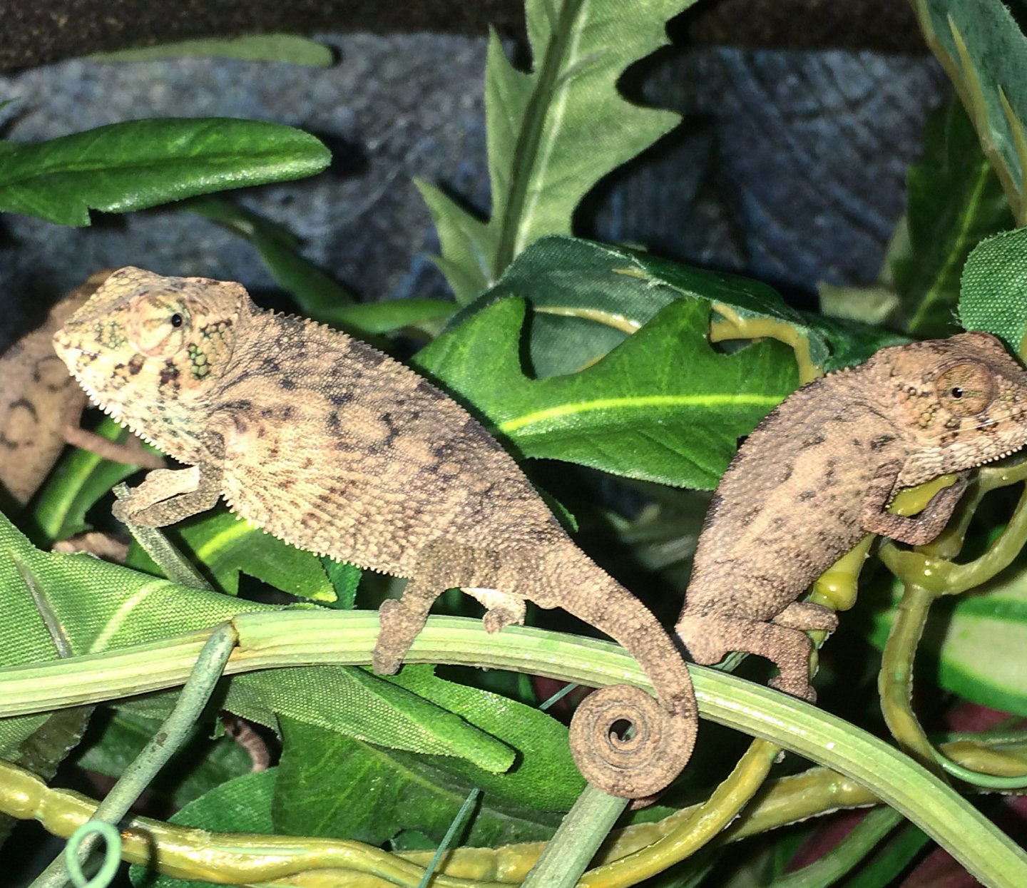 Males 1+ month old