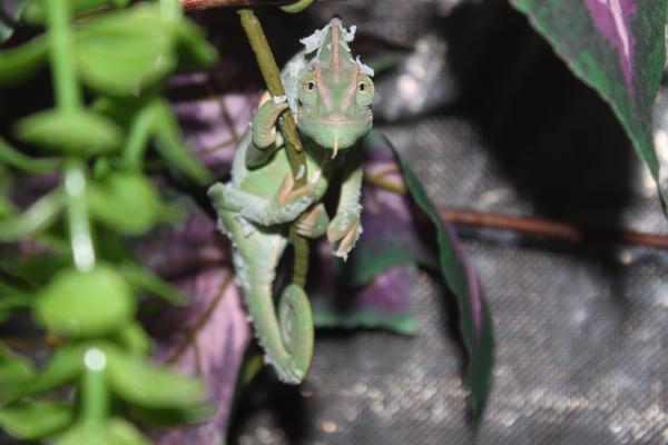 martian on his sleeping branch apprx 6-8 months old