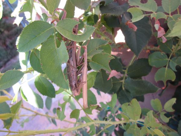 Mating Brown Chinese Mantis