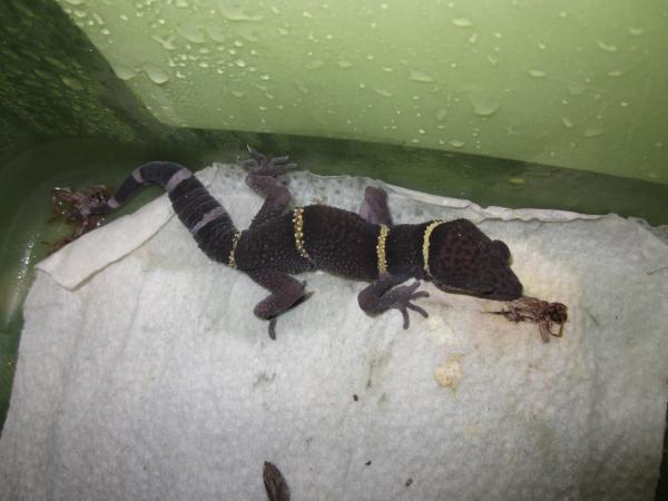 mbd ridden cave gecko, it is a rescue..