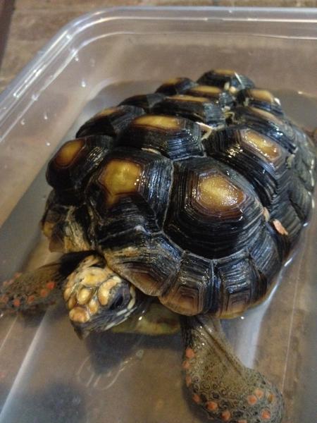 Mia - severe MBD in redfoot tortoise