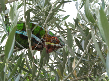 Minigörk in olive tree