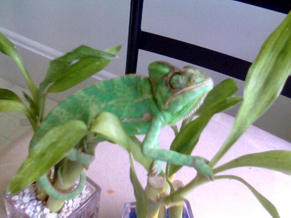 Molly sunbathing on her bamboo, that is her blind eye.