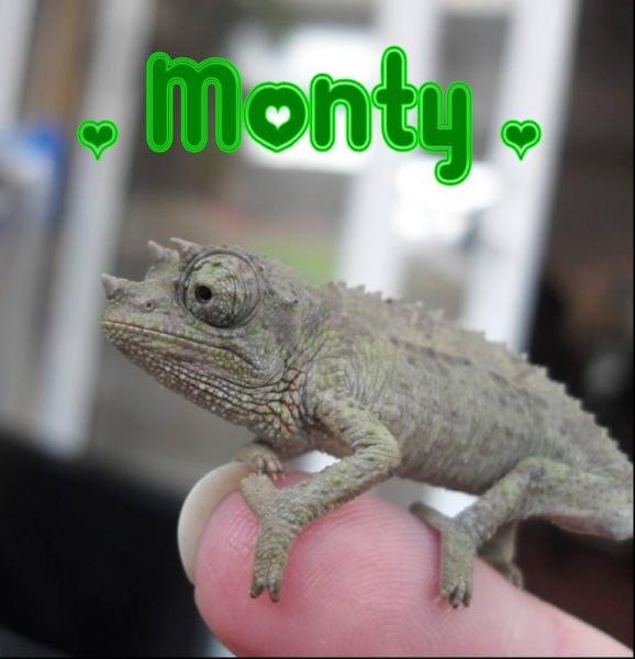 Monty 'DinkyDinosaur'!