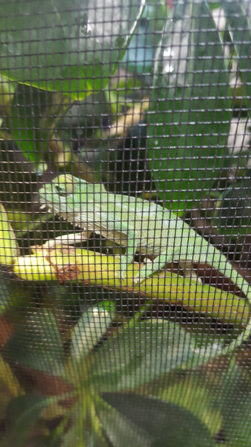 Mountain Chameleon "Sailfin"