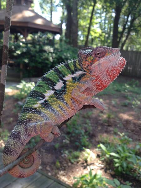 Mozzie growing into his colors. :)