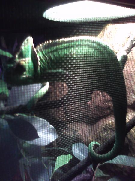 Mrs.Chameleon being skiddish =p