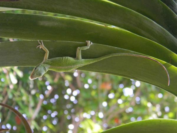 My anole friend guarding my orchids