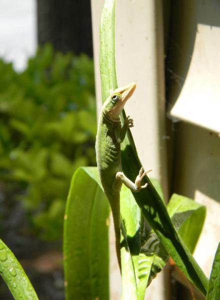 My anole friend guarding my orchids