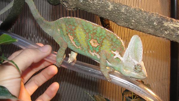 My brothers cham, Bobby