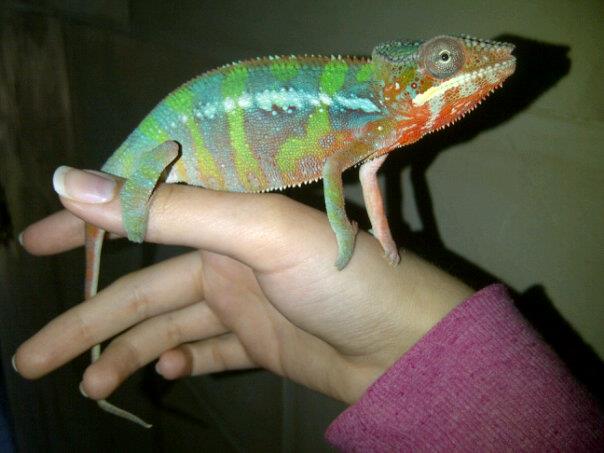 My Chameleon "maharaja"