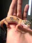 My Daughters Gecko "Lizzie"