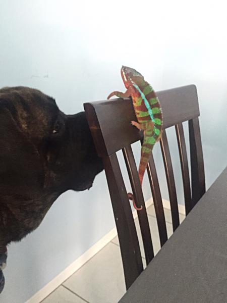 My English mastiff checking out his brother