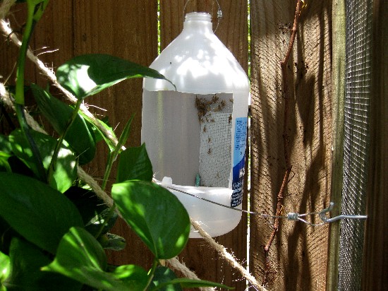 My feeding cup, some screen hot glued inside (you can see the crickets like to crawl up where the chams can see them. I hot glued a rim along the bott