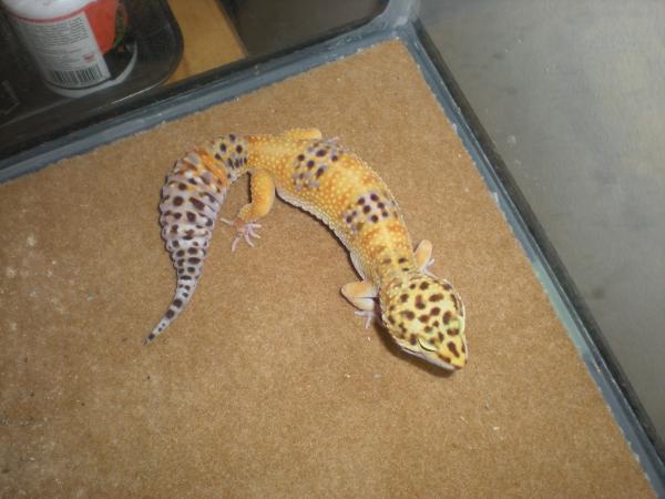 My female leopard gecko mary jane juana