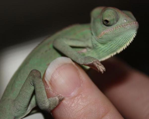 My little girl was small enough to sit on the tip of my finger. Love it, love her!