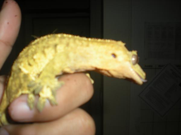 My male crested gecko Thugnificent