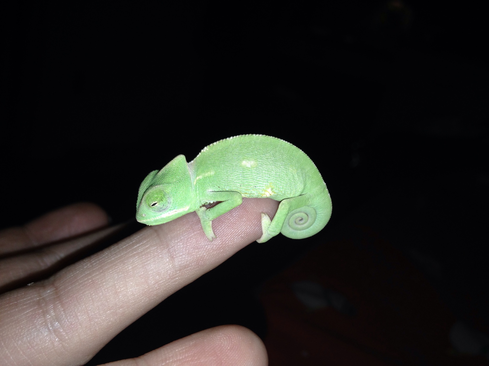 My New Veiled Chameleon.