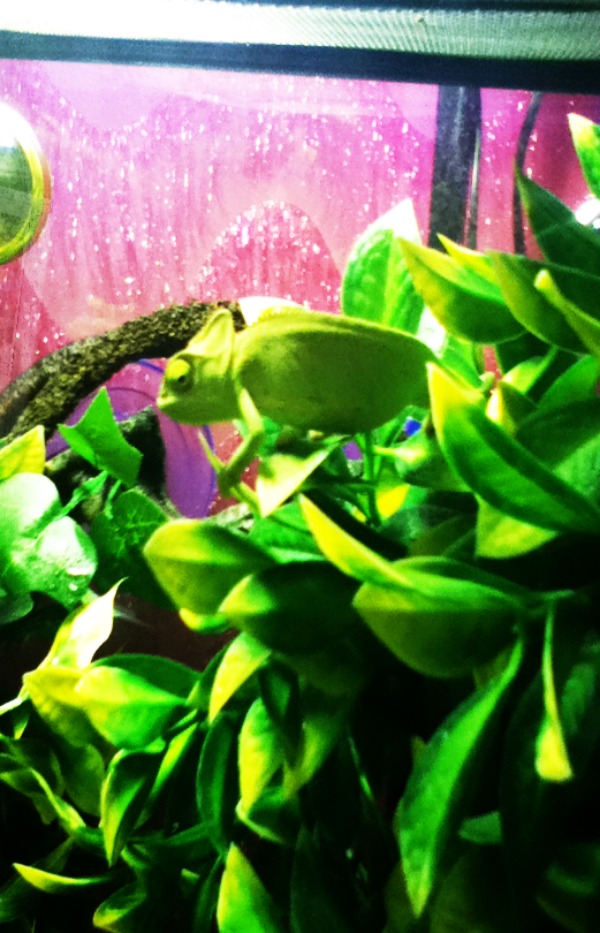 My Pascal <3