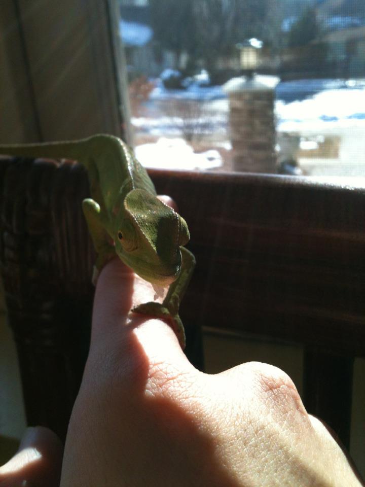 My Senegal Chameleon