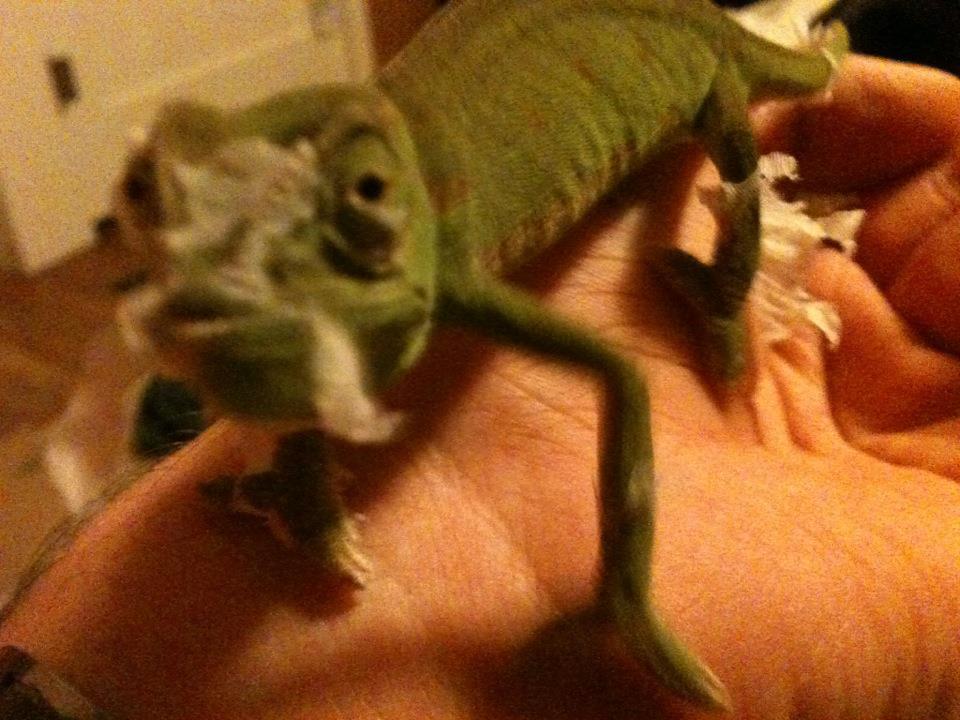 My Senegal Chameleon