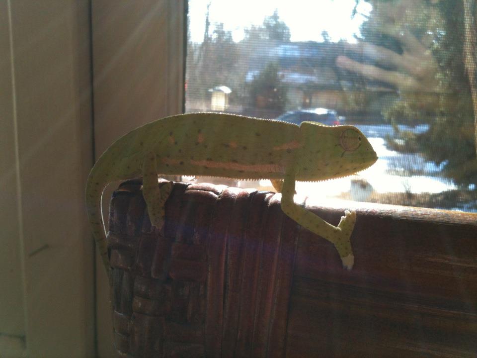 My Senegal Chameleon