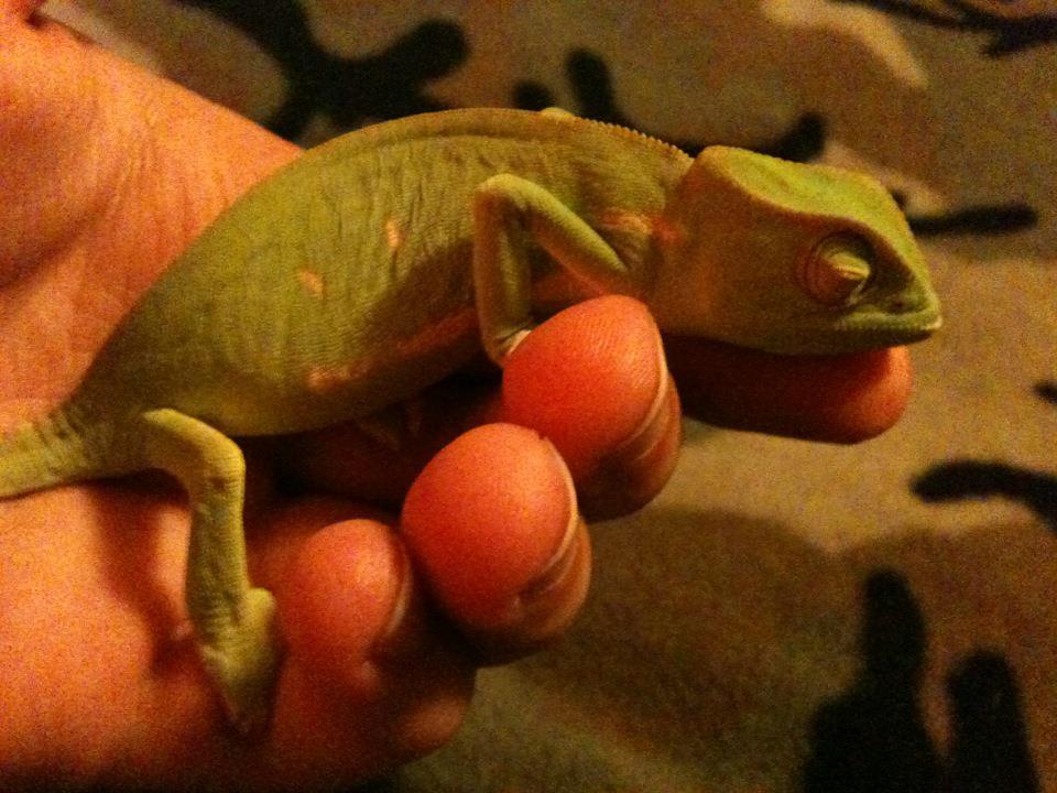 My Senegal Chameleon