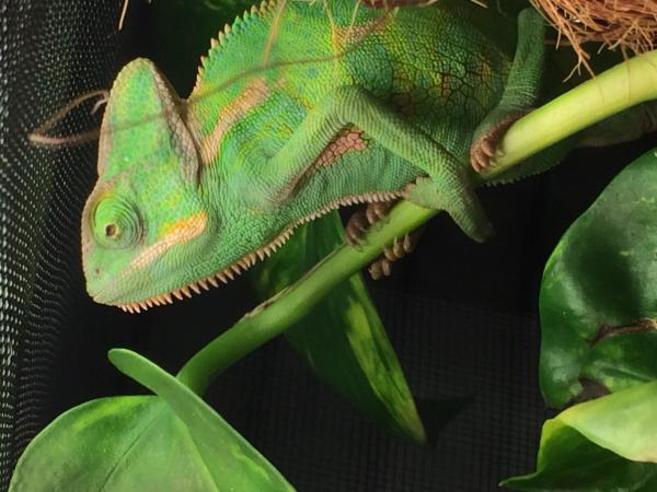 My six or seven month old male veiled chameleons cage