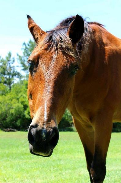 My Tennessee walker, Doc :) I've had him since he was 2. He is almost 15 now