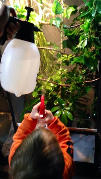 My two year old son helping me spray green scorpions cage! After all, the reptile family that sprays together, stays together