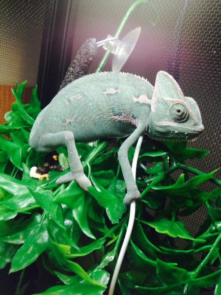 My veiled chameleon cisco