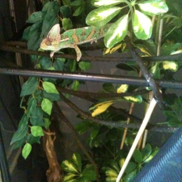 Mylo running away from his new Umbrella plant