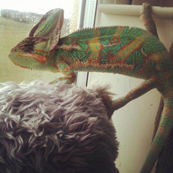 Mylo's favourite pass-time; looking out my bedroom window