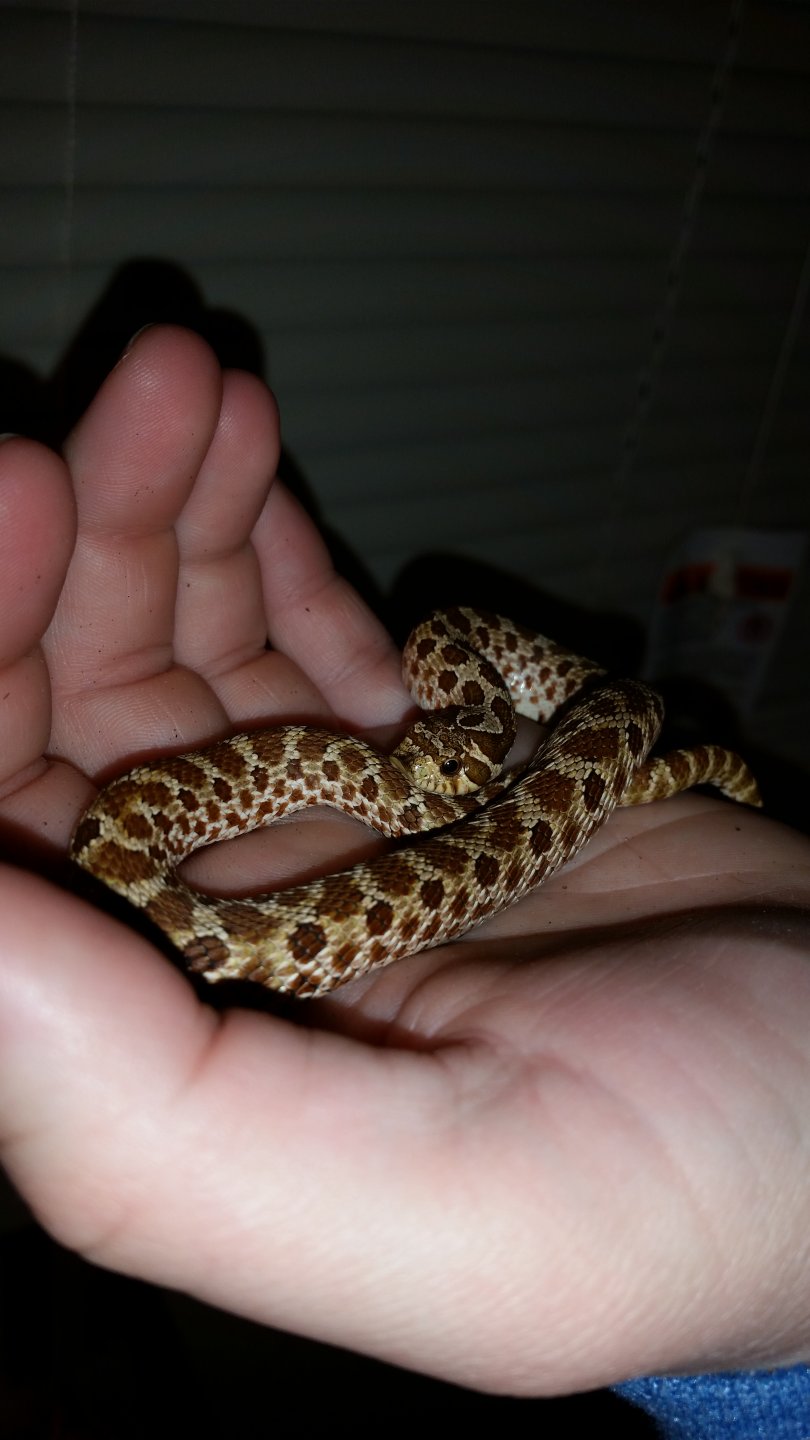 Nero my baby Hognose