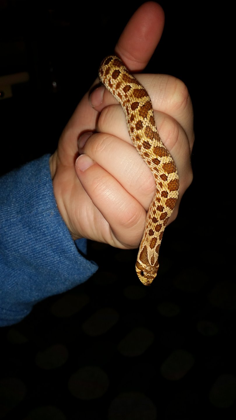 Nero my baby Hognose