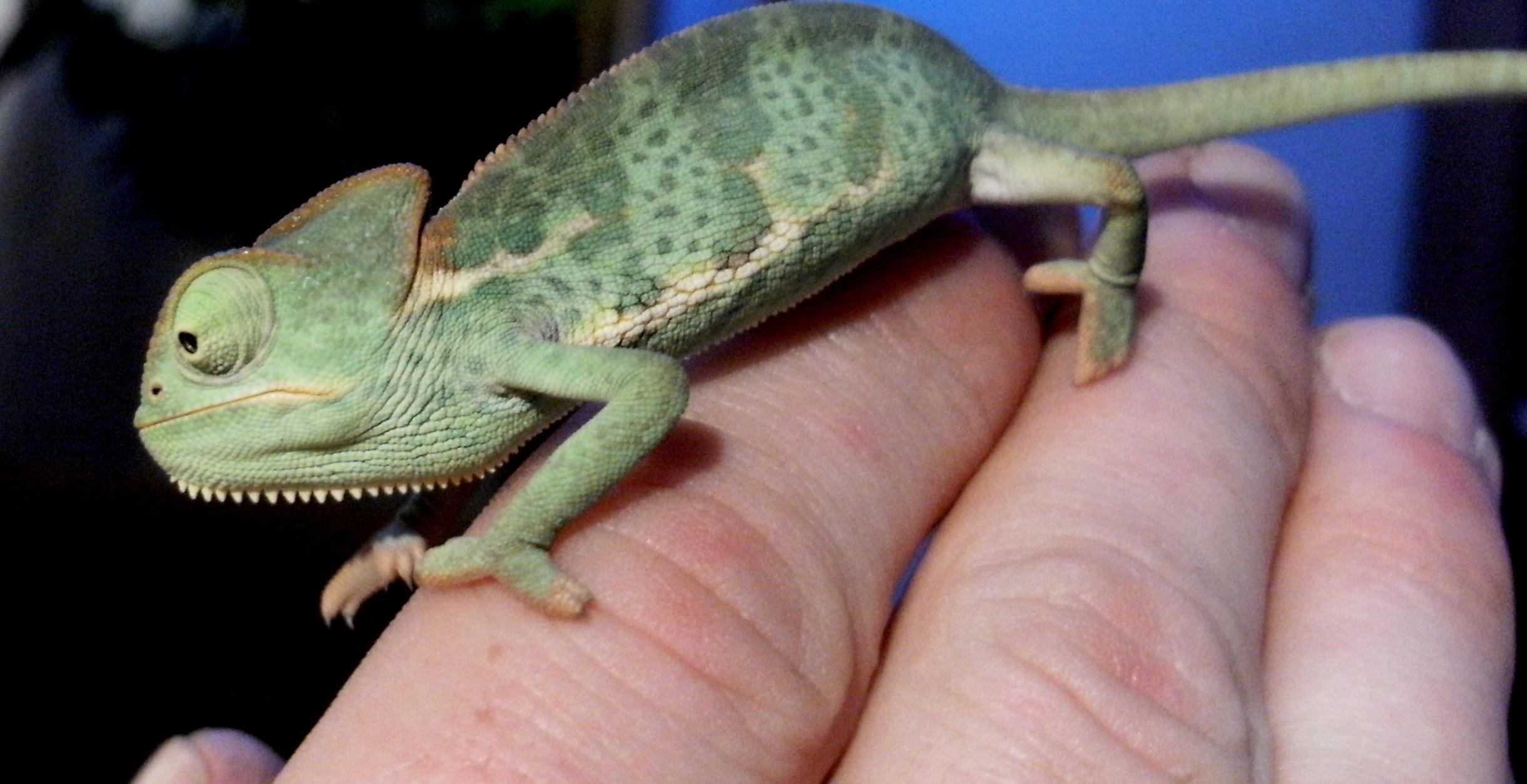 New Baby Veiled Herbert