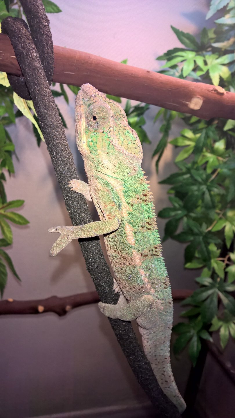 Nosy Faly Panther Chameleon (Neko)