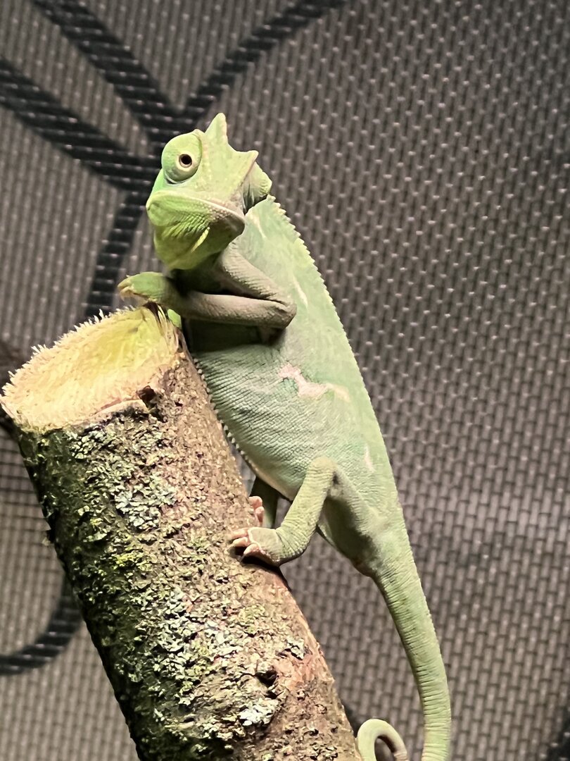 Olive the veiled chameleon