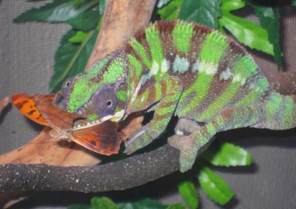 Oscar munching a butterfly