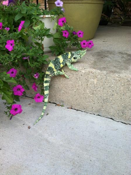 Oscar visits the neighbor